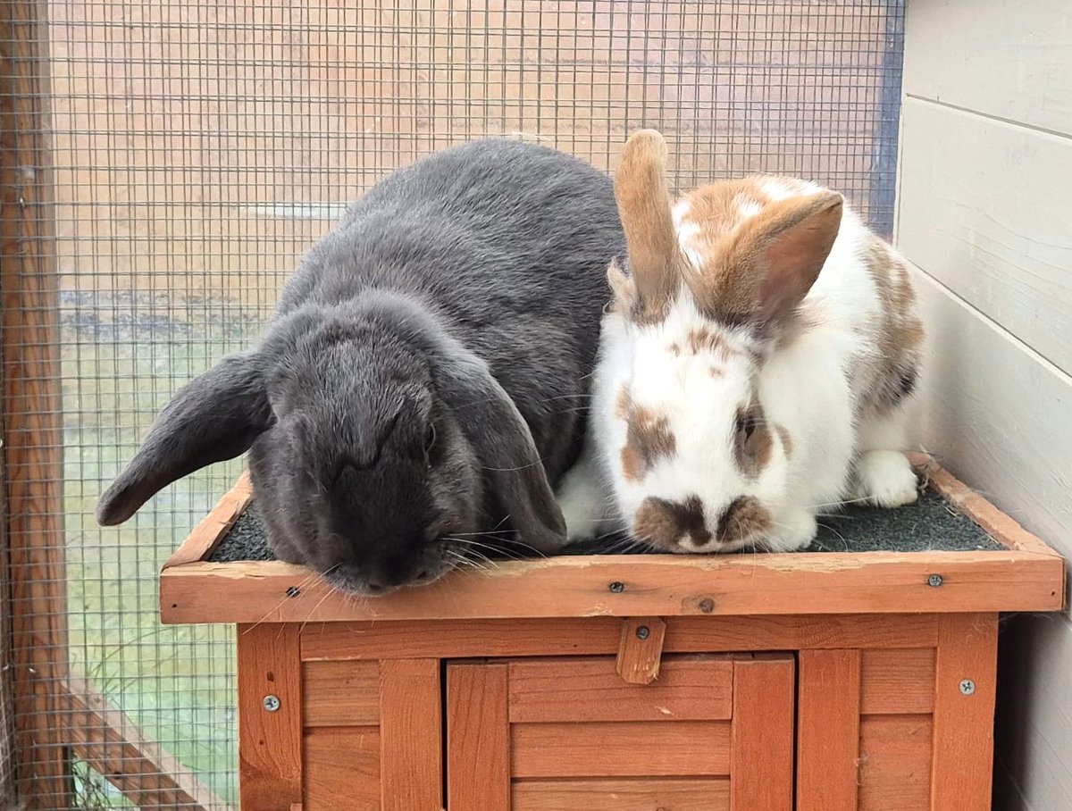 RSPCASouthBucks's tweet photo. Meet Georgia and Charlie, a lovely pair of young rabbits looking for a home together. Both are friendly and active and enjoy being with each other.
https://t.co/CHT9VKssvd
Together letโs end animal suffering in South Bucks.
#adoptarabbit #rescuerabbitsbucks
#rabbitsneedcompany https://t.co/xdYDXlaJXK