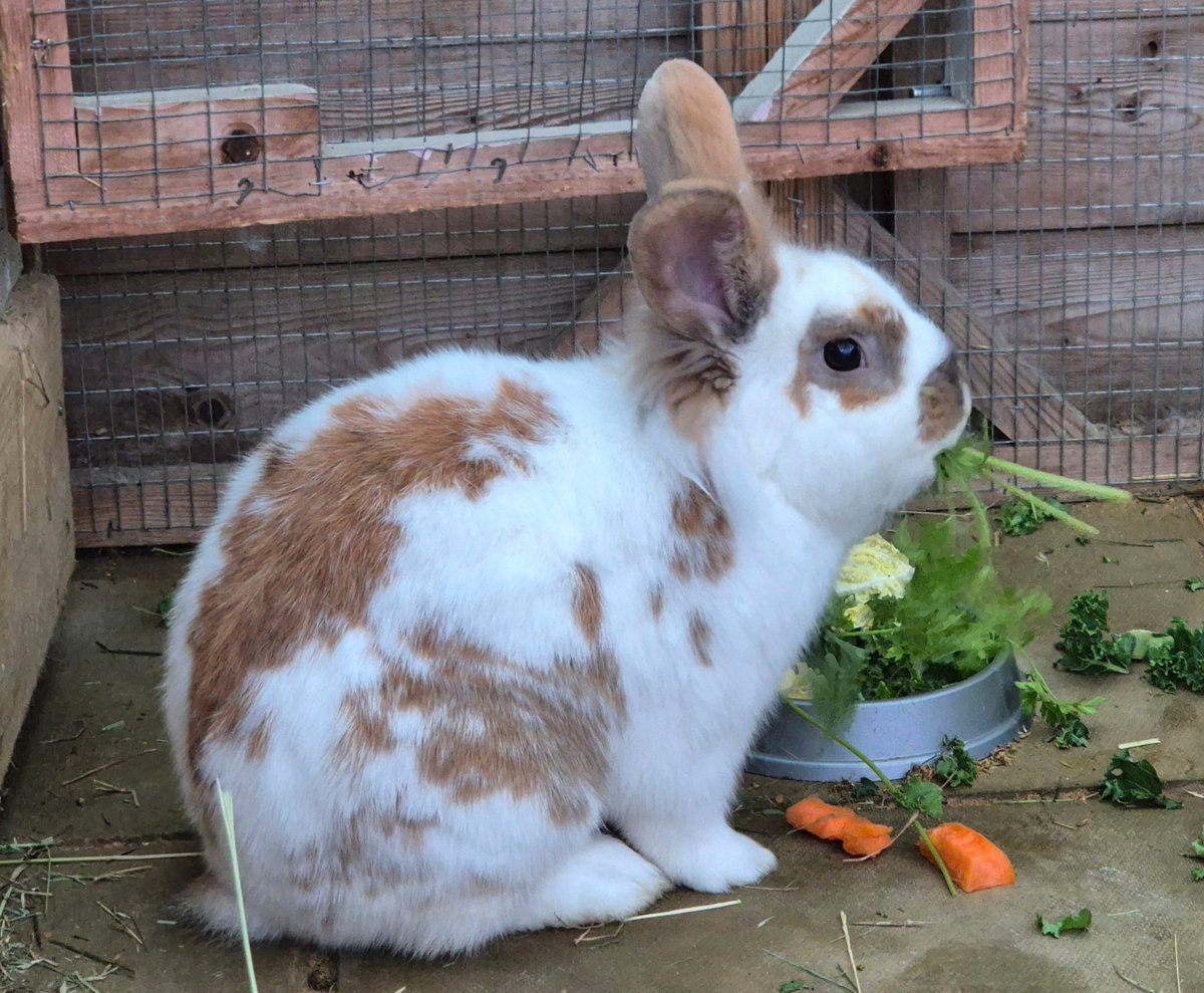 RSPCASouthBucks's tweet photo. Meet Georgia and Charlie, a lovely pair of young rabbits looking for a home together. Both are friendly and active and enjoy being with each other.
https://t.co/CHT9VKssvd
Together letโs end animal suffering in South Bucks.
#adoptarabbit #rescuerabbitsbucks
#rabbitsneedcompany https://t.co/xdYDXlaJXK