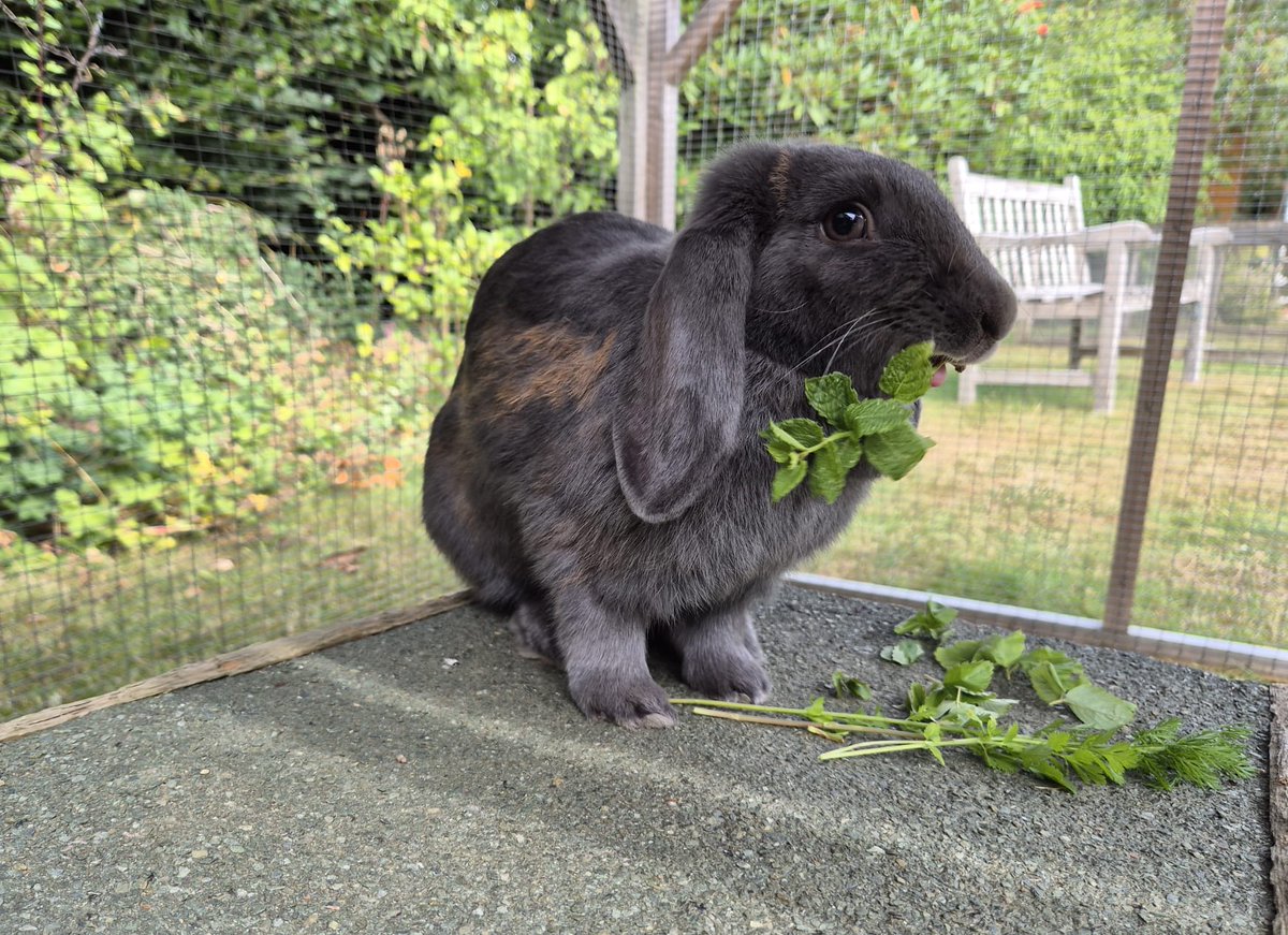 RSPCASouthBucks's tweet photo. Meet Georgia and Charlie, a lovely pair of young rabbits looking for a home together. Both are friendly and active and enjoy being with each other.
https://t.co/CHT9VKssvd
Together letโs end animal suffering in South Bucks.
#adoptarabbit #rescuerabbitsbucks
#rabbitsneedcompany https://t.co/xdYDXlaJXK