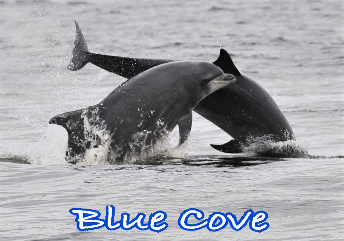 KunitoSeko's tweet photo. Today is Saturday.
The hunters did not gather at the harbor, so NO HUNTING TODAY! 
Blue Cove 💙🐬🐳💙

#和歌山 
#太地
#Taiji
#太地くじらの博物館 
#太地くじら浜海水浴場 
#太地いさな組合 
#太地漁業協同組合 
#イルカ追い込み猟廃止を求める 
#イルカ追い込み猟 
#イルカ追い込み反対 https://t.co/UE8hjGCNq2