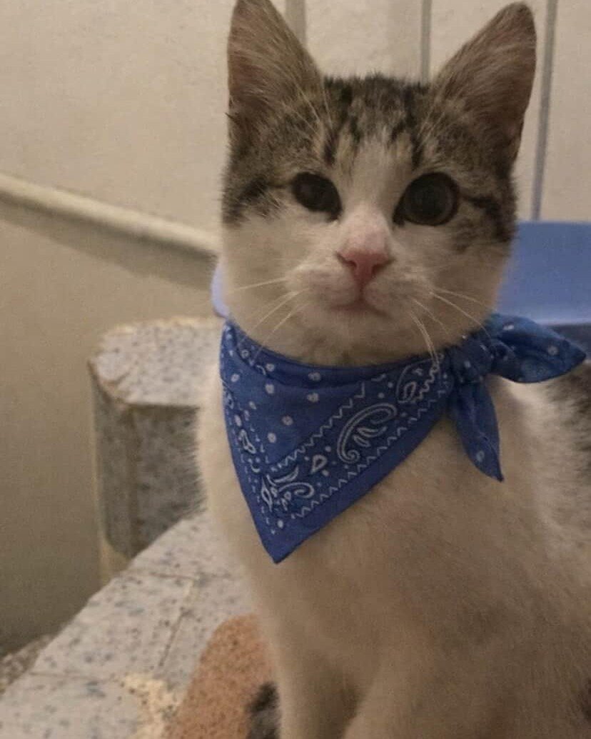 "İSTANBUL / SANCAKTEPE - KAYIP KEDİ ARANIYOR 
İletişim: 0533 737 95 10  facebook.com/photo?fbid=133…