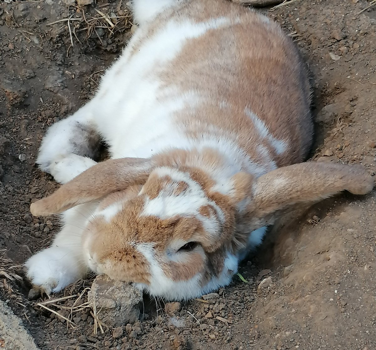 I'm a grub and I live in the soil