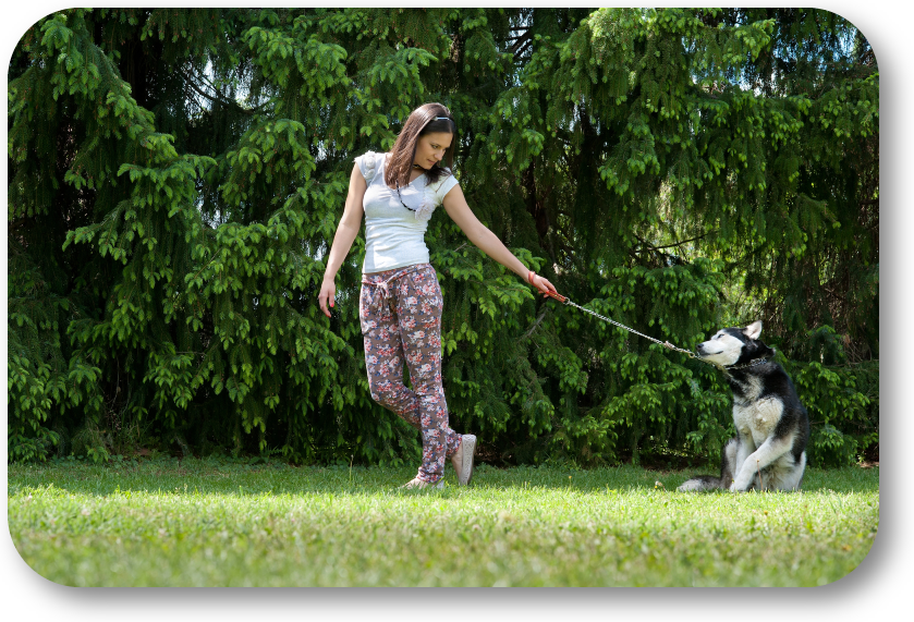 NoGaDogTraining's tweet photo. How Do I Overcome the “Sit and Don’t Move” Standoff When Walking My Dog? Patience, a calm head, and balance will get it done. #dogtraining #dogtrainer #homedogtraining https://t.co/ITgnCu3pHO https://t.co/N43cVUOFwi