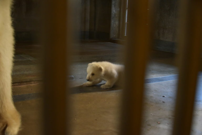 Again please tag them in the comment so i'll redirect the fees

$Komomo