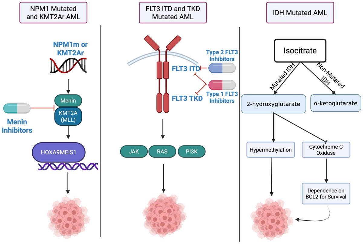 smbenlazar's tweet photo. Management of Acute Myeloid Leukemia: A Review https://t.co/D6oZNHErUv #mdpicancers via @Cancers_MDPI #leusm https://t.co/rSujeZDbgf