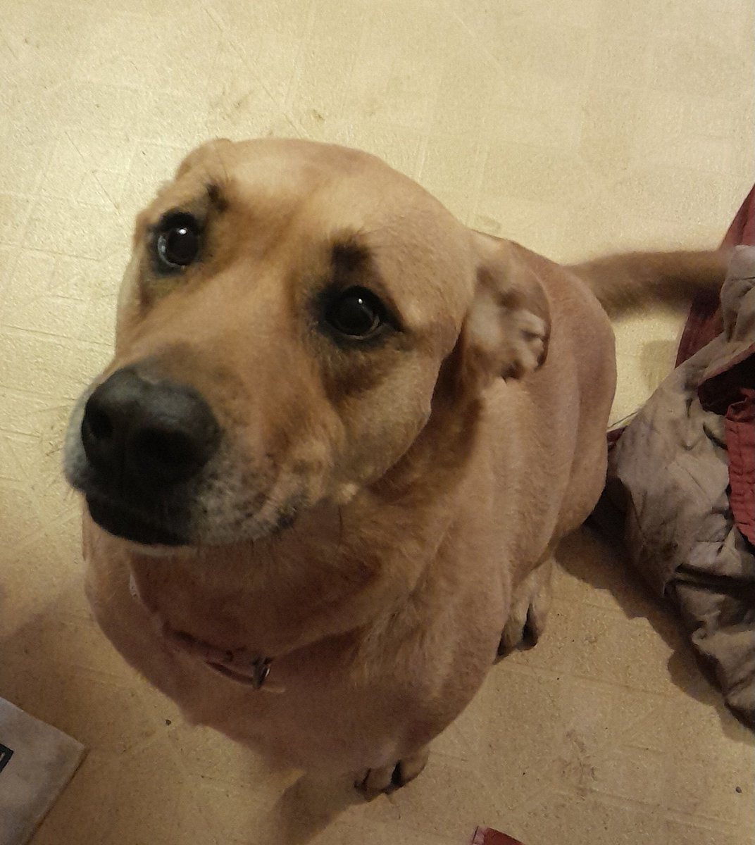 booplesgear tweet media