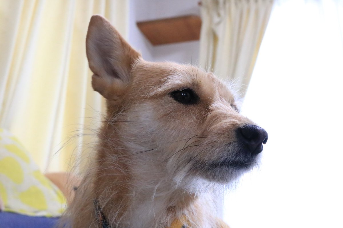 犬ちゃん (@dogchan1010) / Posts / X