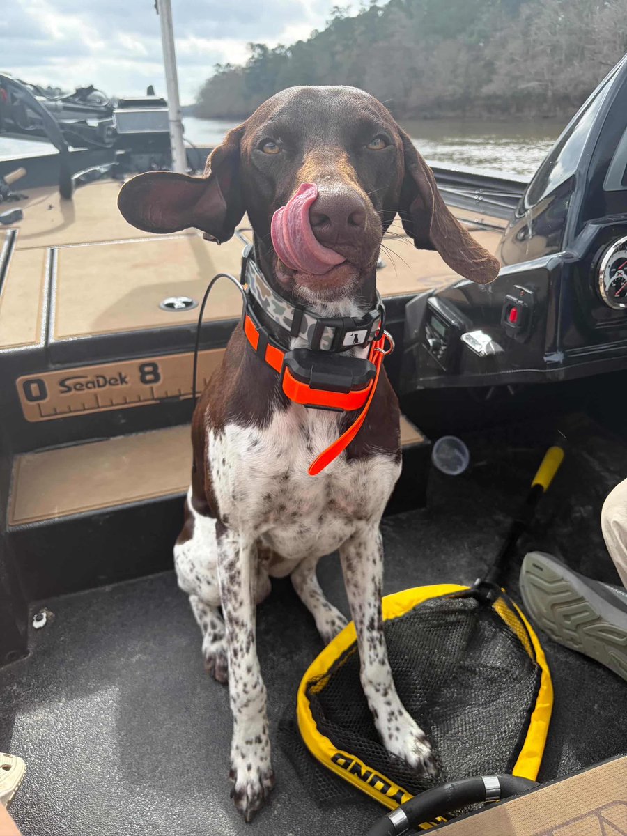 Old Row Pups tweet media