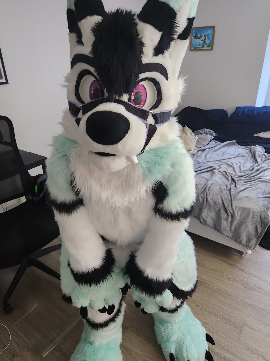 Starlight Husky 🔜 TFF tweet media