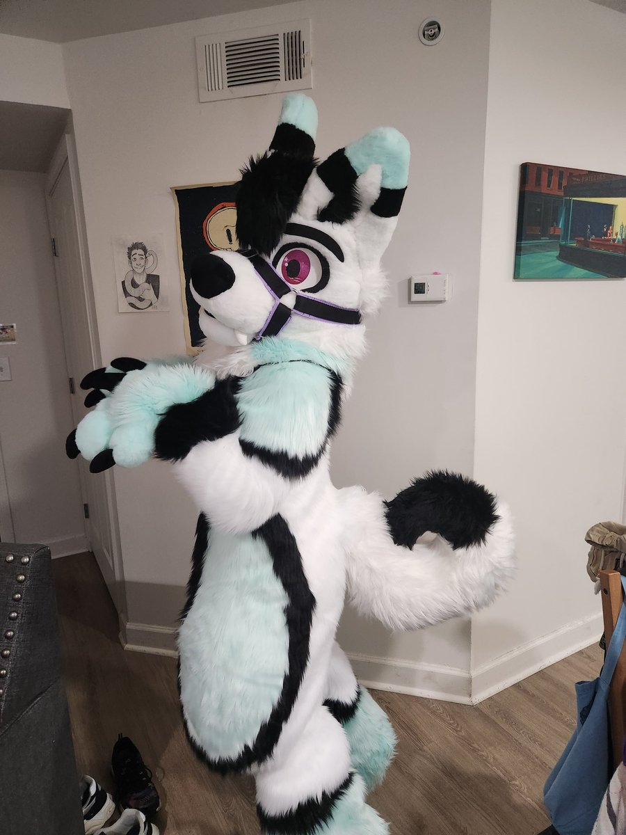 Starlight Husky 🔜 TFF tweet media