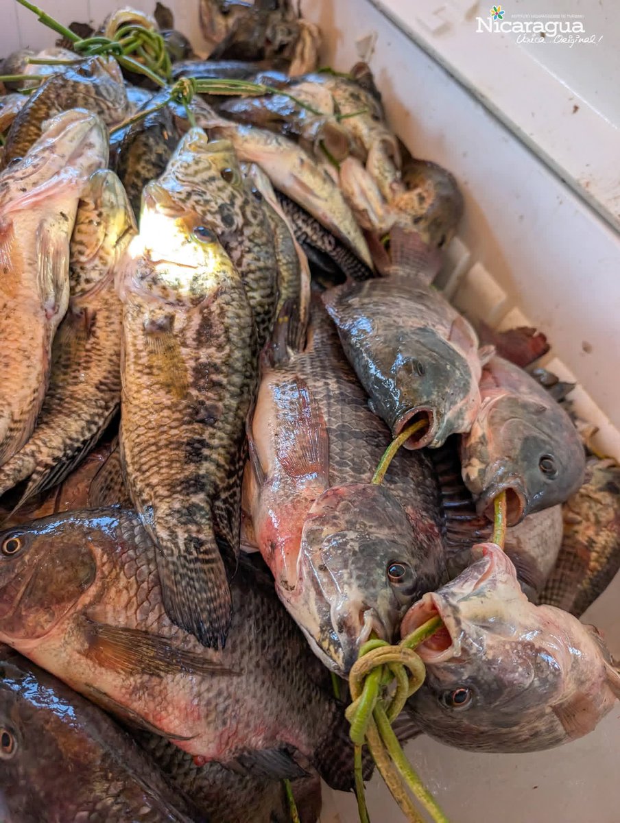 El auténtico sabor del pescado tismeño conquista paladares 🐟🔥

Este platillo tradicional destaca por su sazón único y su receta que pasa de generación en generación.

Es parte de la identidad popular y del esfuerzo de quienes mantienen viva nuestra cultura culinaria 🍲