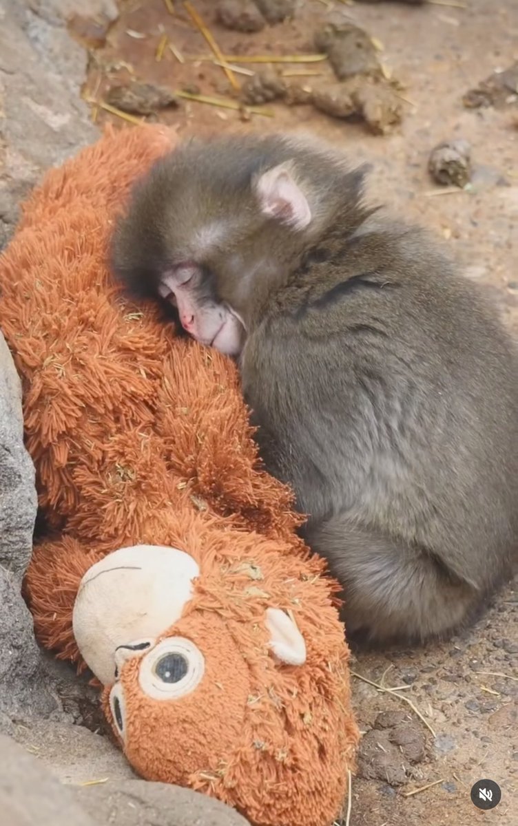 Ando muy preocupado por el peludo este, amiguitos, ¿Alguien puede darme razón de él?