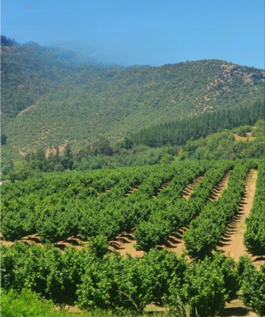 orhan altsoy tweet media