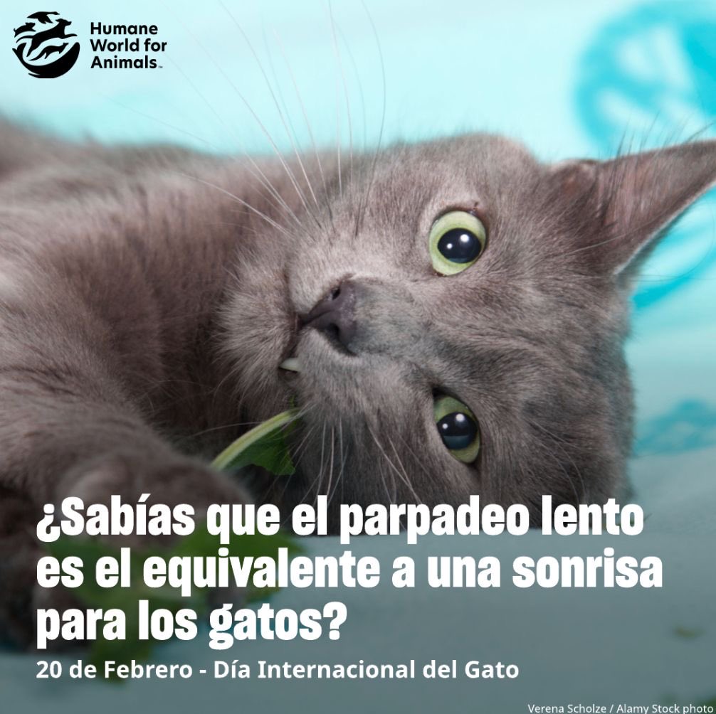 Humane World for Animals Mexico tweet media