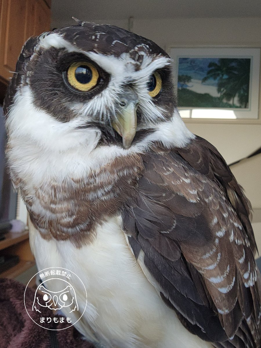 まりもまも (@marimomamo073) / Posts / X