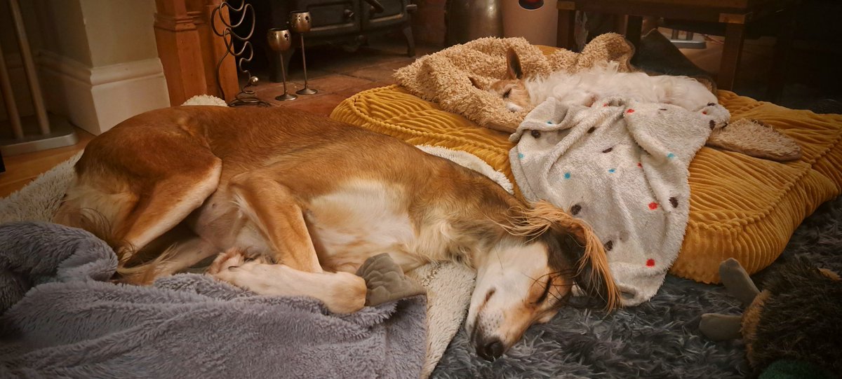 🐾🐾 I think they're a bit tired 🐾🐾

#Itsadogslife
#RescueDog 
#Saluki
#JackRussellTerrier