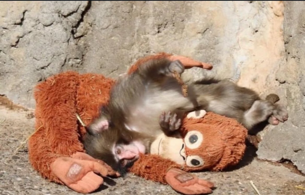 حالا علاوه بر بدبختیای خودمو کشورم 
دارم برای پانچم گریه میکنم:’(