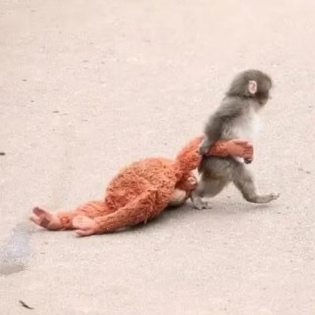 Snowball tweet media