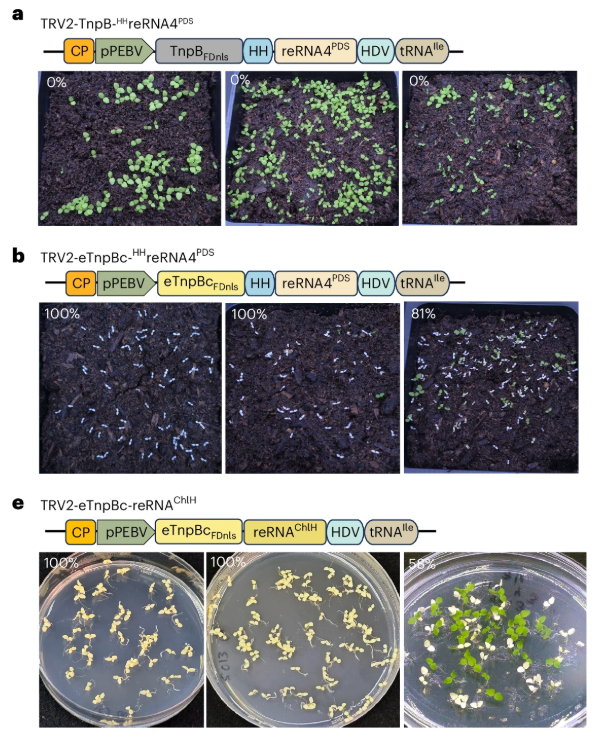 NaturePlants's tweet photo. New Letter: "High-efficiency, transgene-free plant genome editing by viral delivery of an engineered TnpB" https://t.co/DRGVLQh0wP

Viral vectors to deliver engineered smaller RNA-guided endonucleases eTnpBc, achieving high levels of somatic and heritable editing in plants. https://t.co/1E6Y4Kjo5Q