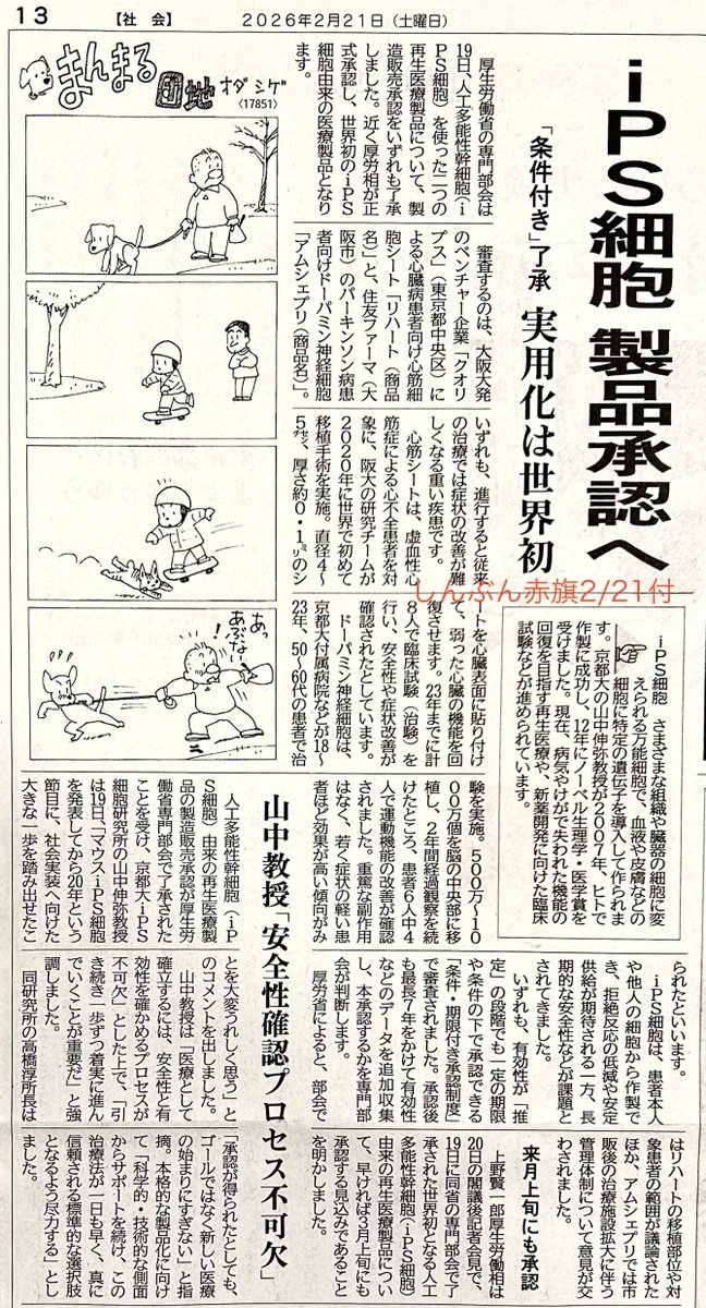 しんぶん赤旗2/21 iPS細胞 製品承認へ 「条件付き」了承 実用化は世界