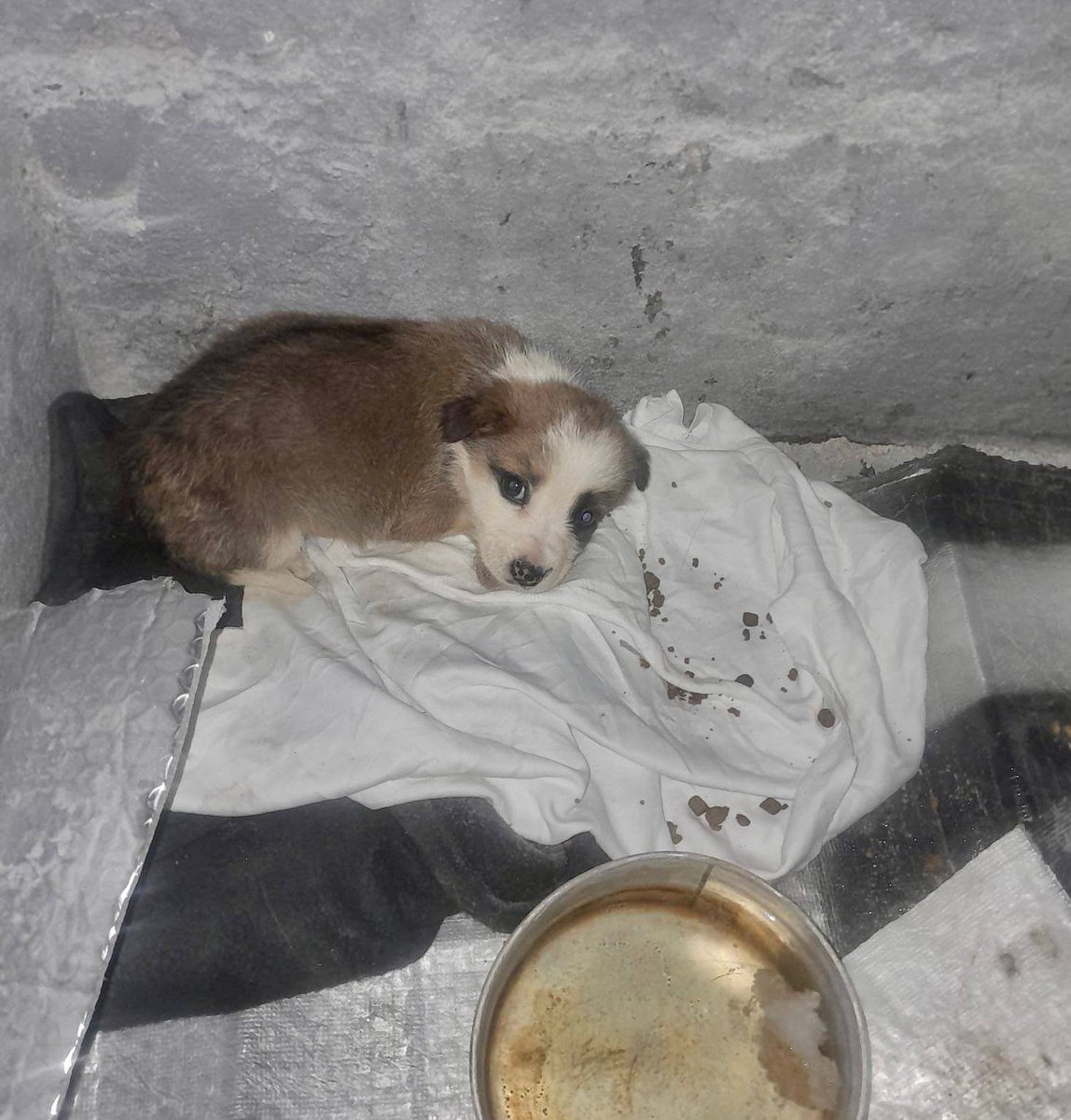 "Alanya Yuva  
2 aylık border Collie çok acil yuva arıyoruz
05055626748   facebook.com/photo?fbid=439…