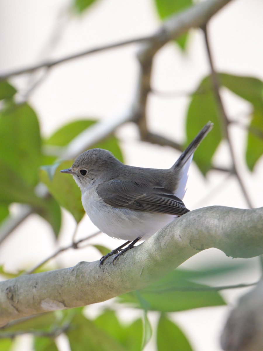 おはようございます📷✨🦢☀️ 眠〜い朝、昨晩ちょっと飲みすぎたかも