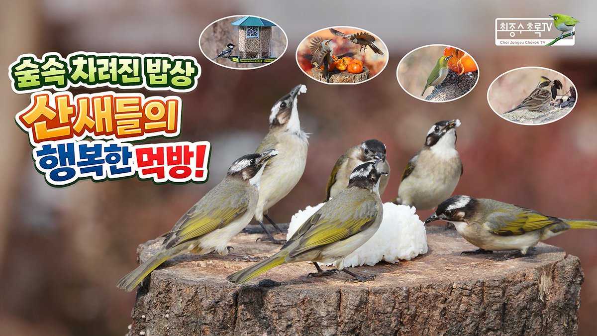 최종수 초록TV tweet media