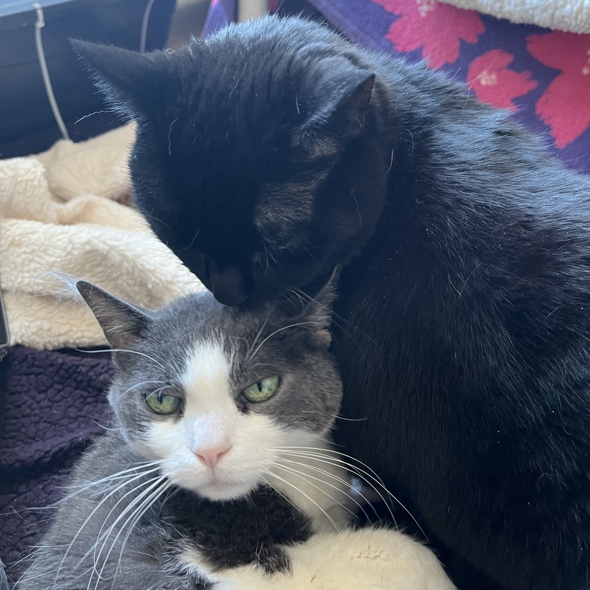 TreeHouseCats's tweet photo. #TeamTreeHouse's Thy has been spending lots of time with Belize and Honduras and can testify for certain that whoever eventually adopts this #BetterTogether pair will have a life of so much love. #Cats #Chicago https://t.co/ue9ou3rjmG