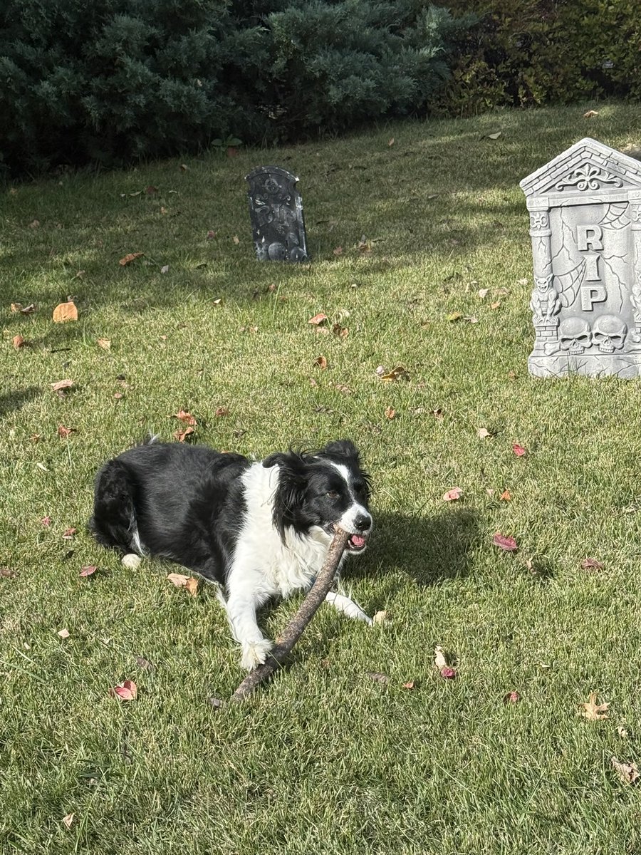 phanathema's tweet photo. @Garrett_Watts this is my dog athena. she is 9 years old. she barks when you say certain trigger words including but not limited to fly, penis, 67, and scale, and if you say scale she will flip tf out and attack the bathroom scale (#recovery). the middle aged white man next door has beef w her. https://t.co/T8yPokSNCa