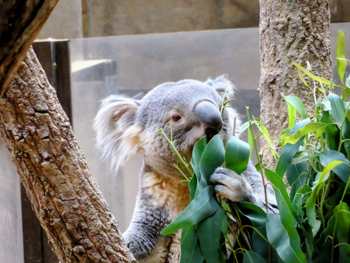 コアラ #東山動植物園