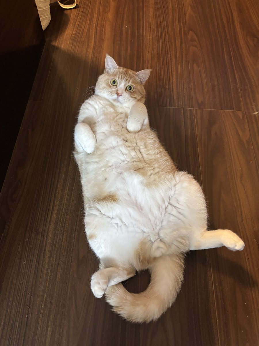 たまには猫🐱