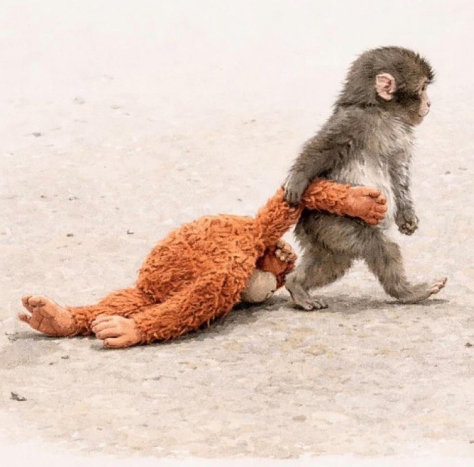Quick_UpdateX's tweet image. Lesson to Learn
You might be left alone without any support!
Stay positive and find yourself your own companion/ support! #monkey #littlemonkey #zoo #INDvsPAK