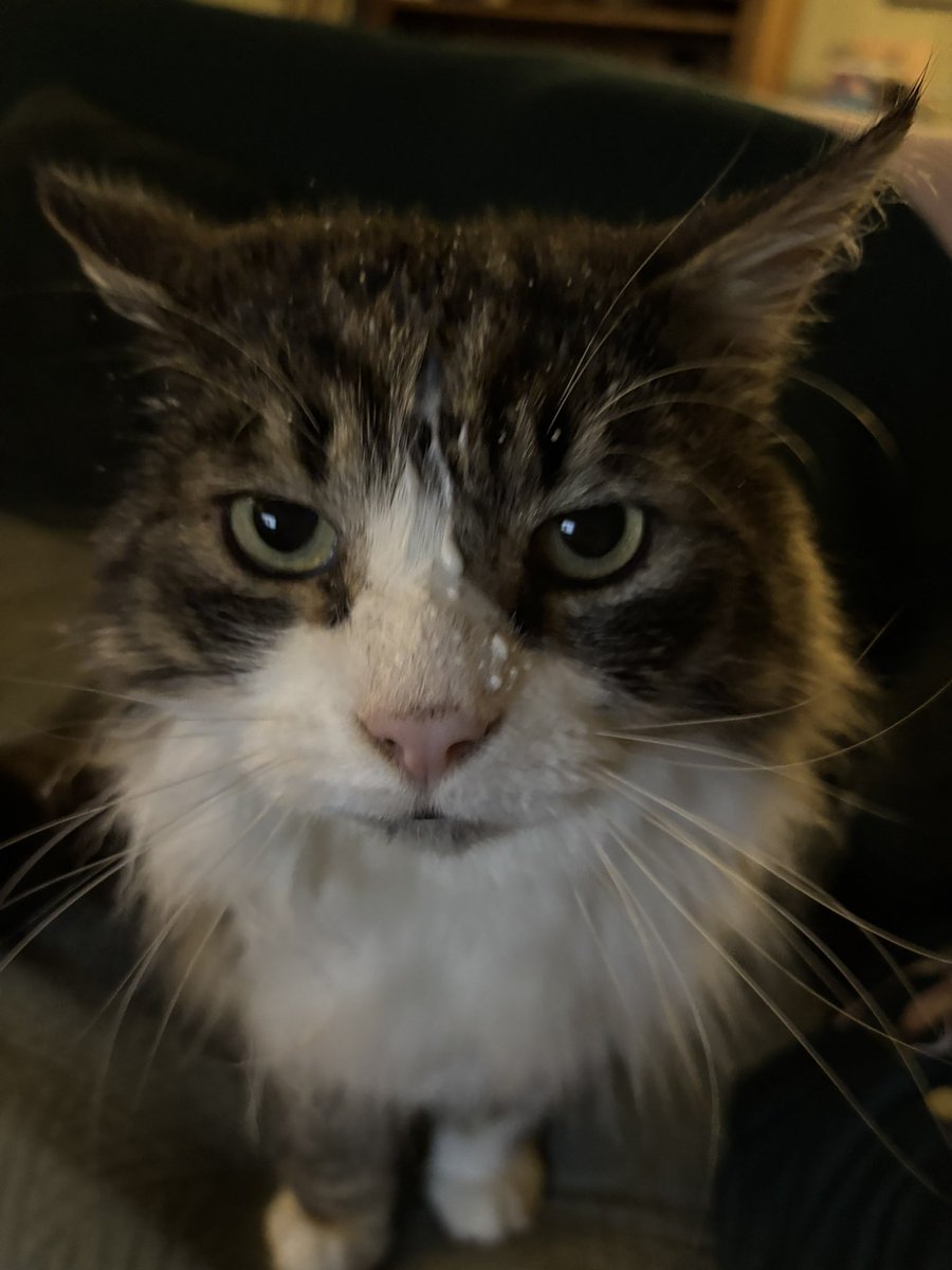 King of Megcenae tweet media