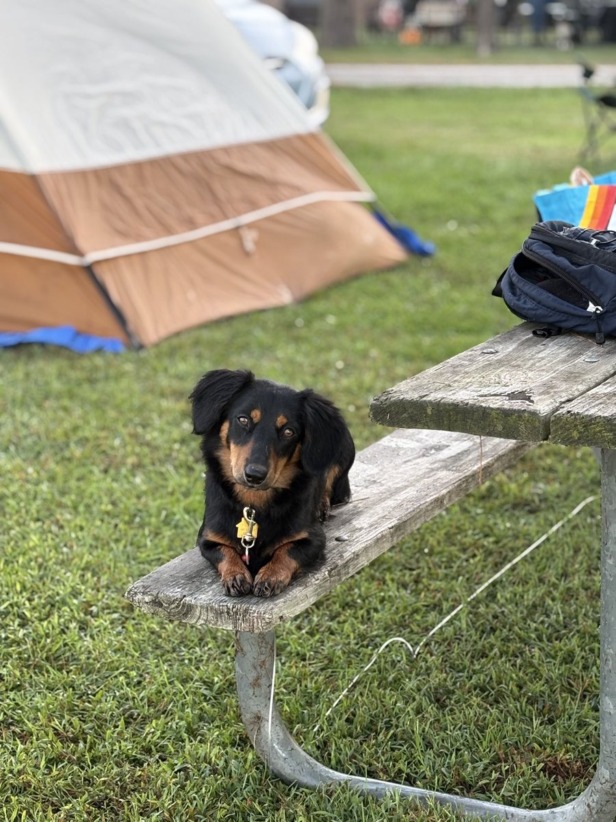bbylightningbug's tweet photo. @Garrett_Watts Meet Bear and Leia! Bear is a 2 year old Standard Dachshund, and Leia is a 7 year old “🤷🏻‍♀️” (rescue dog, we have no clue!) they’re the best of buddies (most of the time), they love to go camping with us! https://t.co/Qpm6k3plin