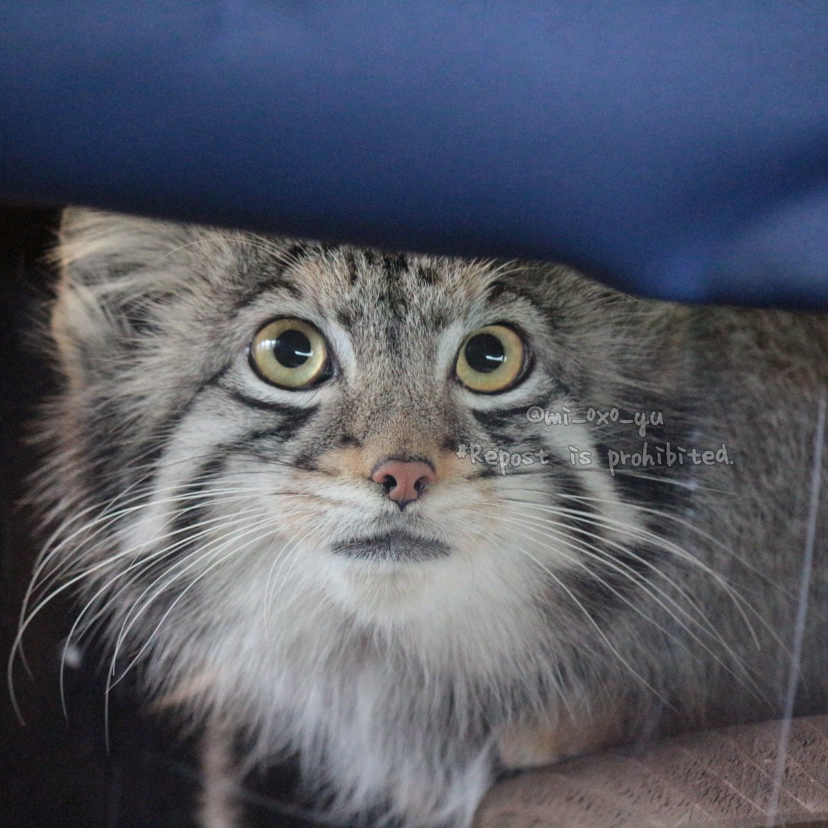幕の下からこんにちは。
神戸どうぶつ王国以来お久しぶり。

#埼玉県こども動物自然公園 #SCZoo #マヌルネコ #オト