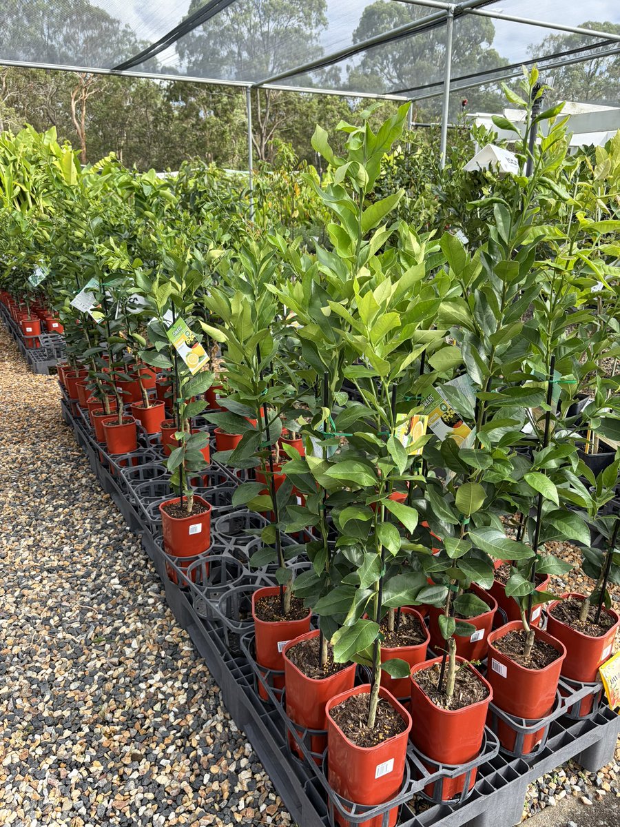 DirectNursery's tweet photo. Plants 🌱 play a great part in our #healthy life. Mock Orange aka Murraya are easily the favourite purchase in bulk for filling out gardens with easy to trim and shape for hedges. Orange blossom fragrance from the white flowers. 
#NurseryDirectOnline https://t.co/KZblW9Pck8 https://t.co/c9PIhJcGuU