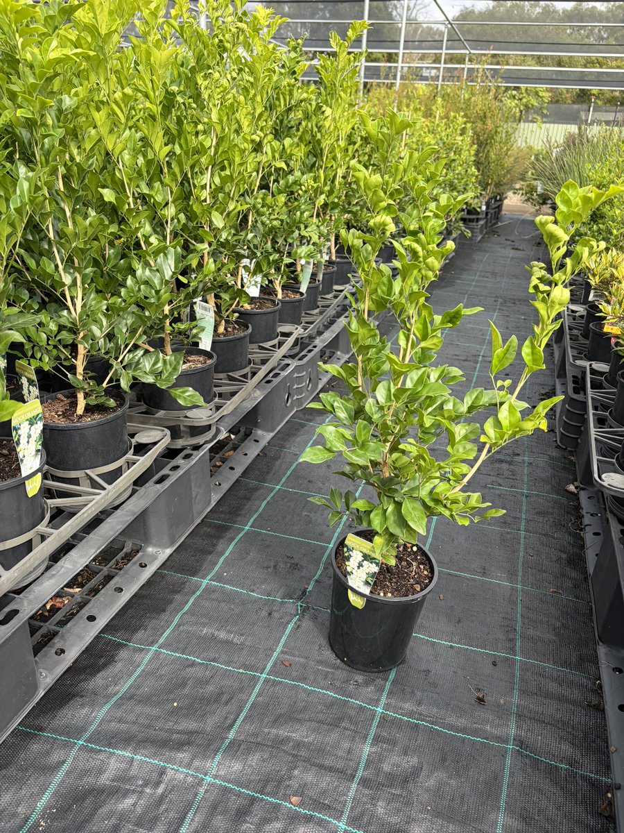 DirectNursery's tweet photo. Plants 🌱 play a great part in our #healthy life. Mock Orange aka Murraya are easily the favourite purchase in bulk for filling out gardens with easy to trim and shape for hedges. Orange blossom fragrance from the white flowers. 
#NurseryDirectOnline https://t.co/KZblW9Pck8 https://t.co/c9PIhJcGuU