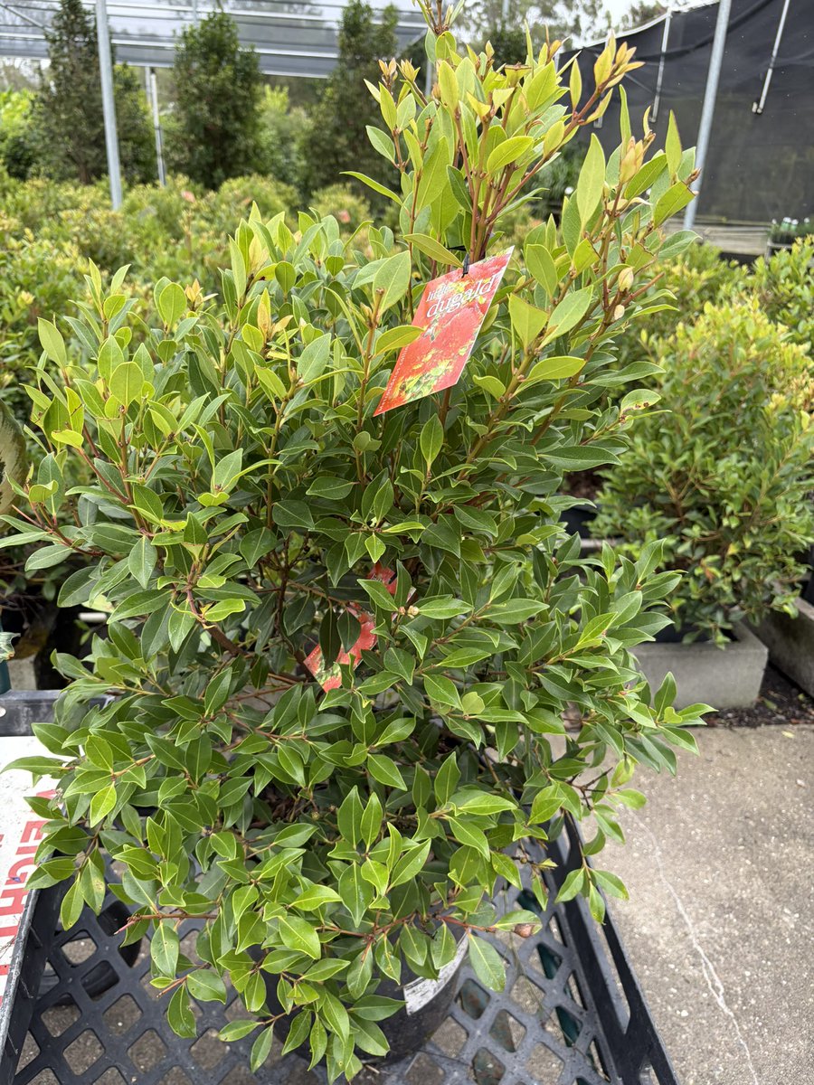 DirectNursery's tweet photo. Plants 🌱 play a great part in our #healthy life. Mock Orange aka Murraya are easily the favourite purchase in bulk for filling out gardens with easy to trim and shape for hedges. Orange blossom fragrance from the white flowers. 
#NurseryDirectOnline https://t.co/KZblW9Pck8 https://t.co/c9PIhJcGuU