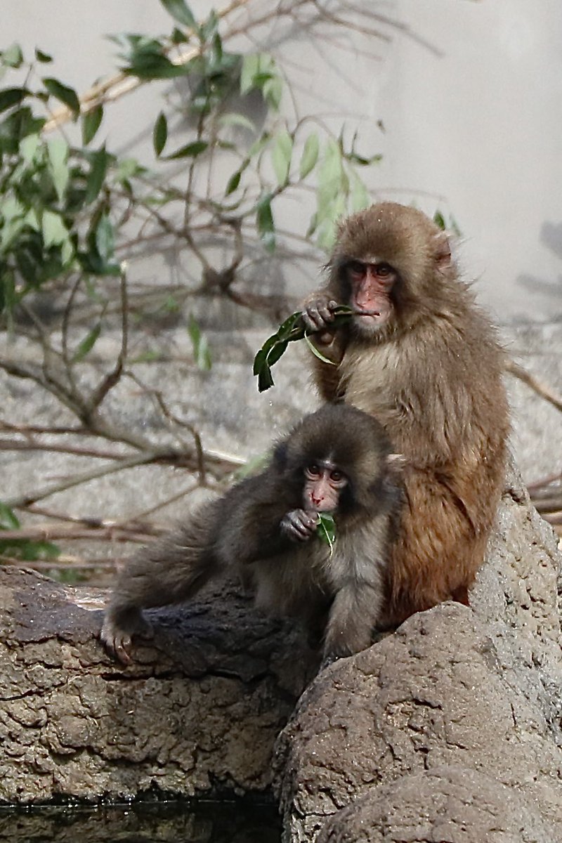 この動画の後の写真☺️
もみあげくんかな〜？

#市川市動植物園 
#がんばれパンチ