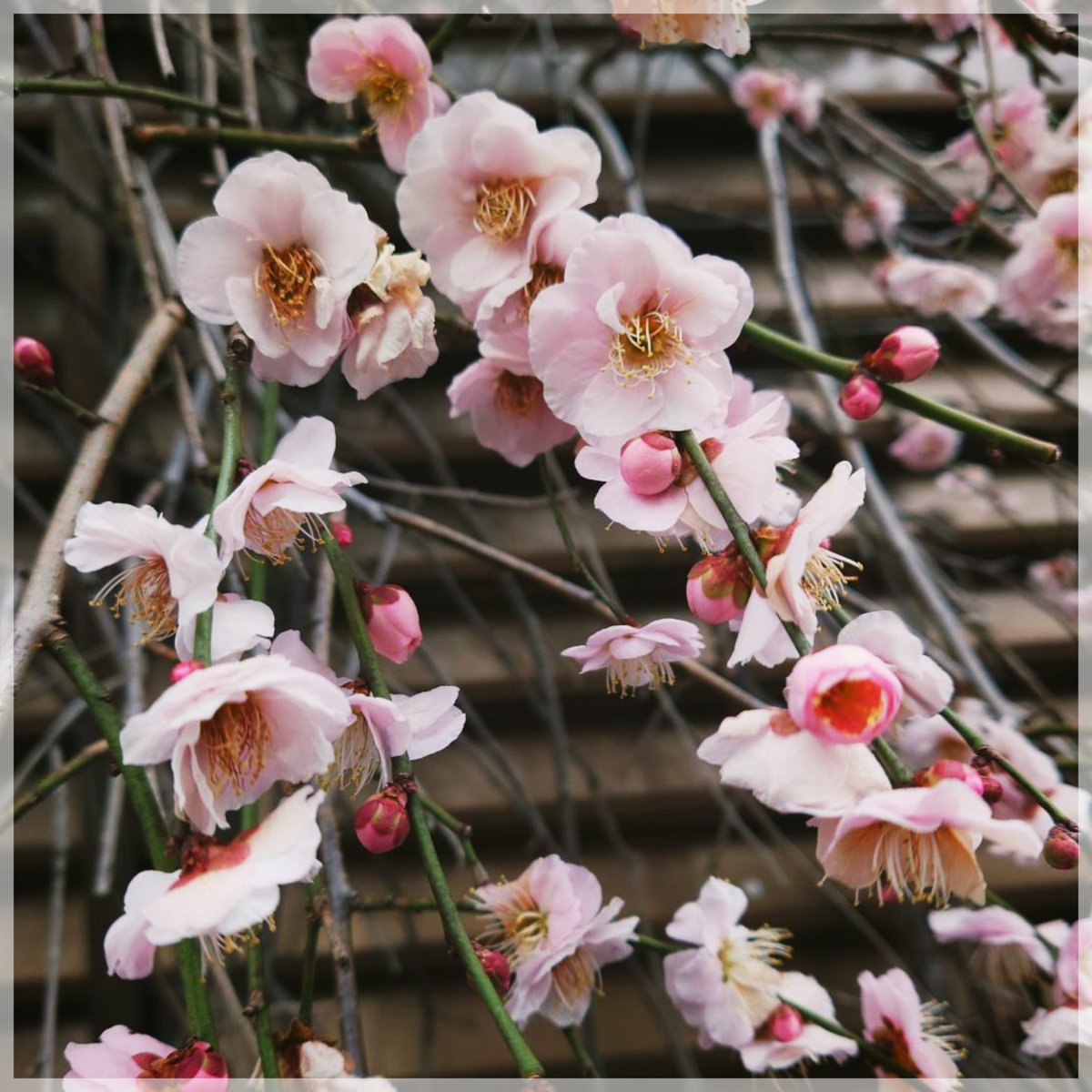 碧那海霧 - MigiriAona🐤 tweet media