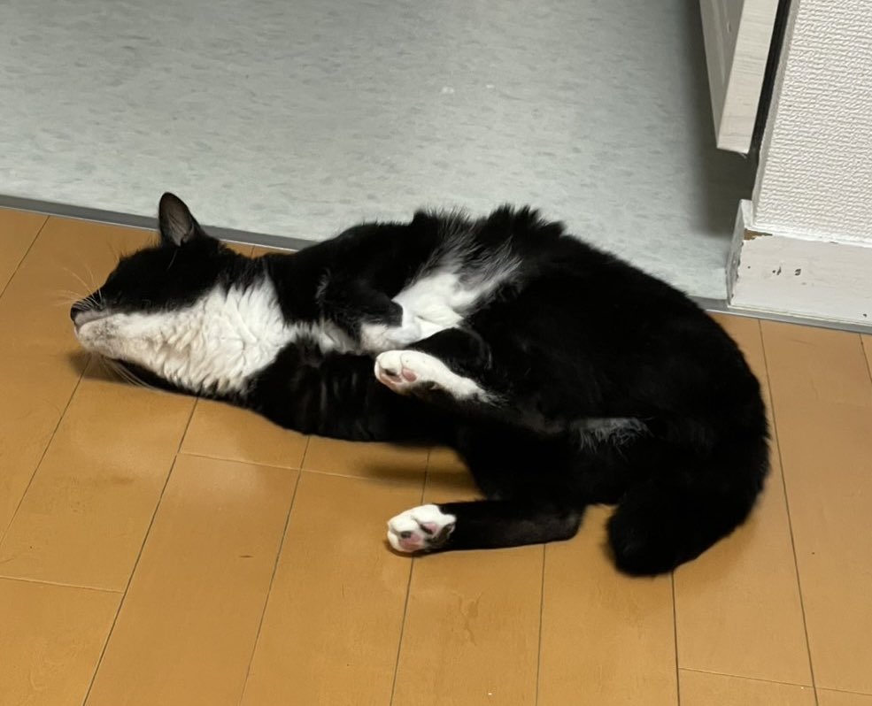 おはようございます 朝ですね #cat #猫