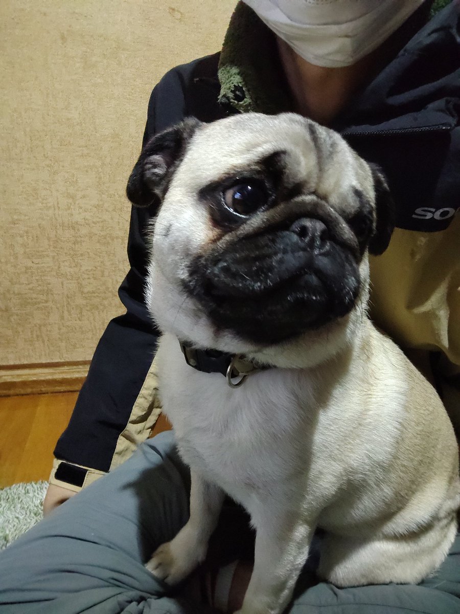 おはようございます。 #pug #パグ