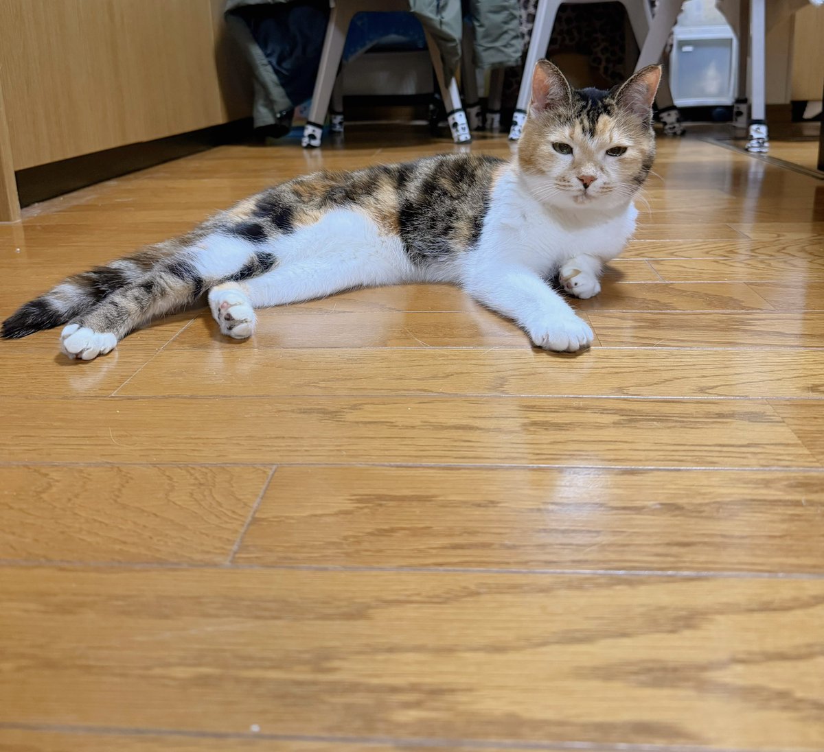 Post by あめちゃん🐱 on X: 🐱