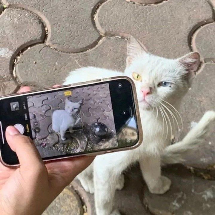 heyouin's tweet photo. ͙͘͡★。°⋆ ༘ #hyuninau ࿔ ⋆✴︎˚⋆ .ᐟ
(time to go obsolete, hyunin)
sorunu çözemiyorsam büyütürüm diyip eski sevgilisine mesaj atan jeongin bu kadar hızlı pişman olacağını tahmin etmemişti https://t.co/7zD7QbNPzn