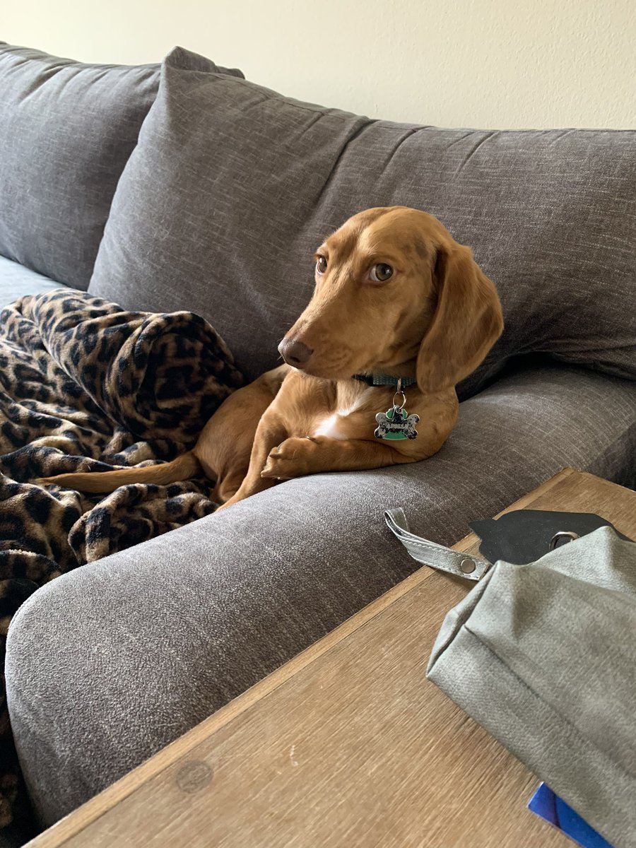 remmiesour's tweet photo. @Garrett_Watts This is Apollo James, my best friends dog! He is a dachshund beagle mix. got him when he was a puppy. a college classmate had an accidental litter and he was the last one available. he’s got a lot of personality. his general vibe is “rat” because he always be looking for food. https://t.co/SmkhCVGTJr