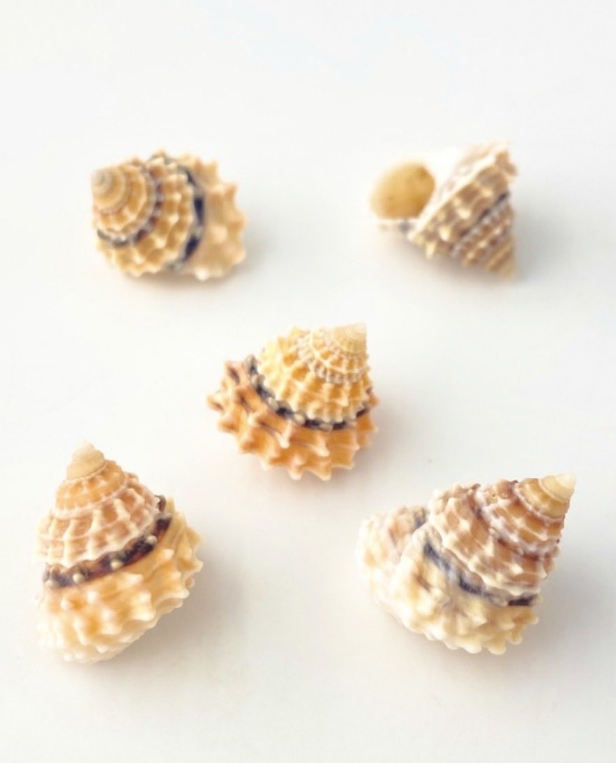 まるでお菓子のような貝殻です♪可愛らしいサイズと色合い