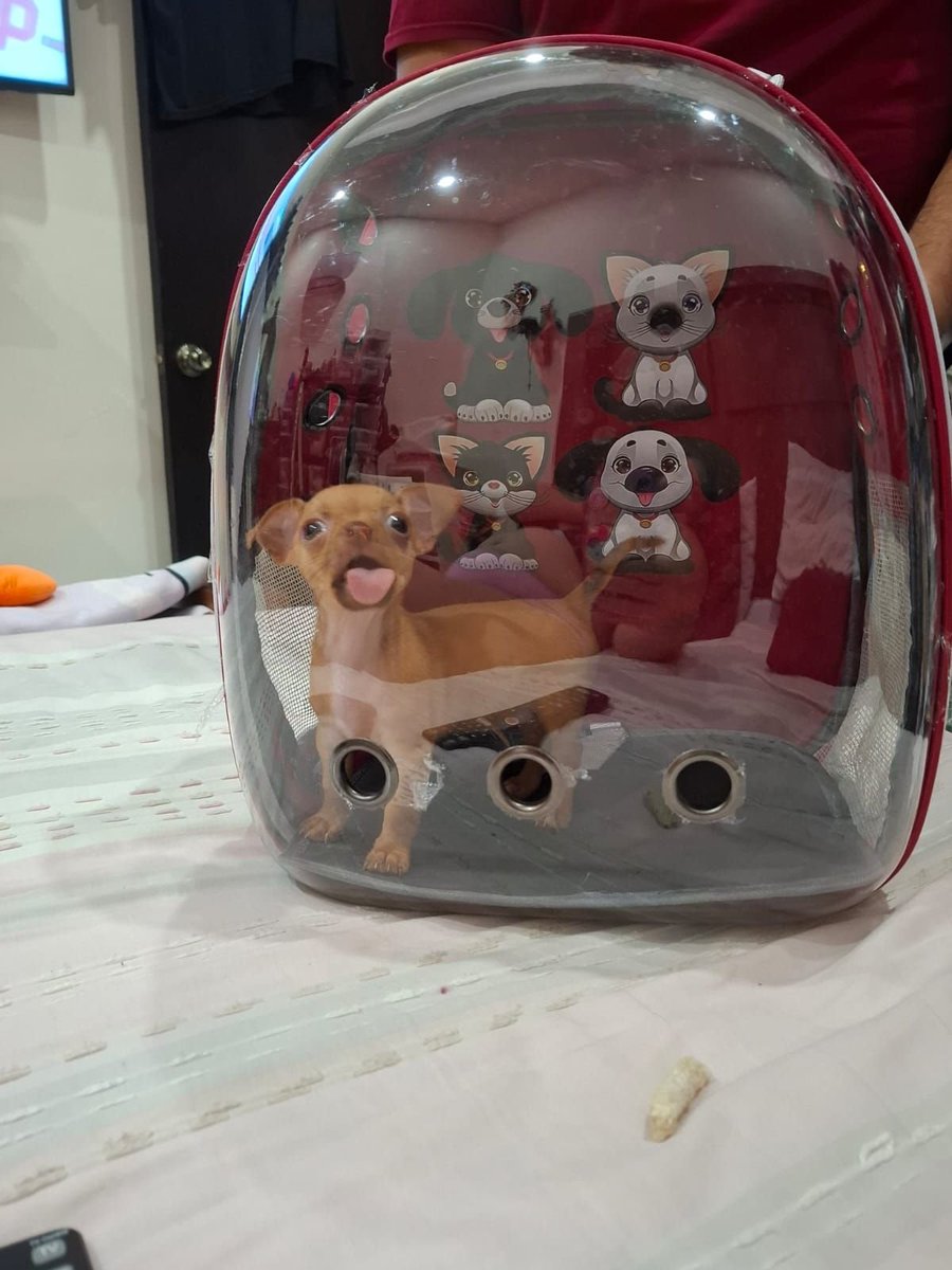 DEER | Anya tweet media