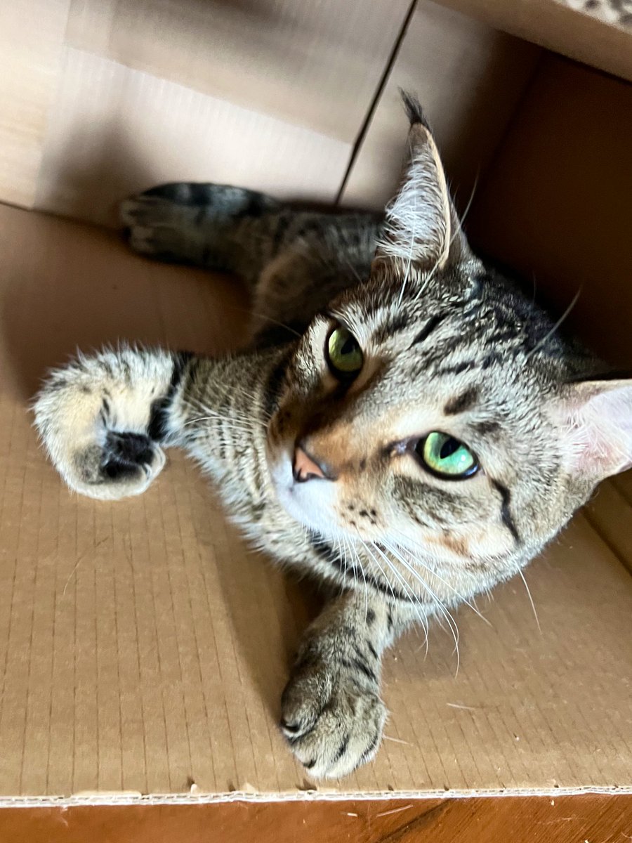 Dave Krantz tweet media