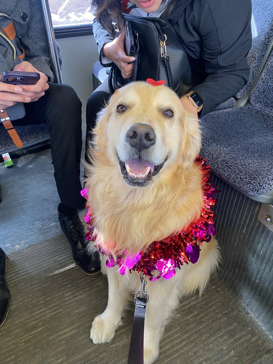 AirSpacePod's tweet photo. In honor of our recent episode about airport working dogs, we present today's Dog of the Day™

Meet Kepler, a golden retriever from @DENAirport's CATS (Canine Airport Therapy Squad) program.

Learn more about Kepler and his canine coworkers: https://t.co/3aVEoQlCkw https://t.co/F8HO6B7ajn