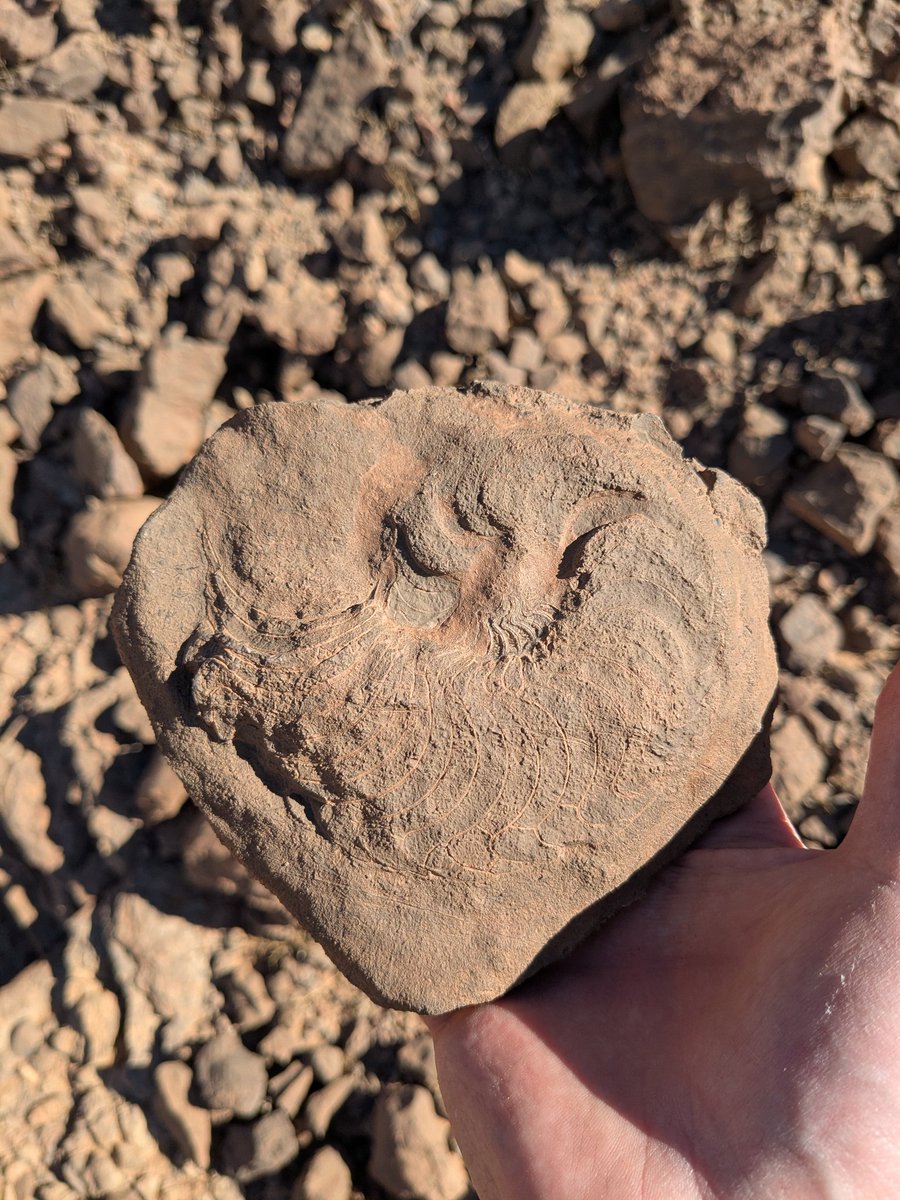 Still going through photos from my recent trip to the Moroccan Anti-Atlas. Here, some shots from the incredible #Devonian mud mounds at Hamar Laghdad, brimming with trilobites, cephalopods, corals, brachiopods, and more. 
#FossilFriday #Paleozoic